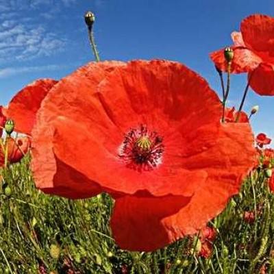 棋牌www官方网址入口